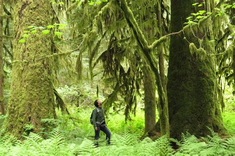 Preserve Old-Growth Forests to Keep Carbon Where It Belongs | The Tyee