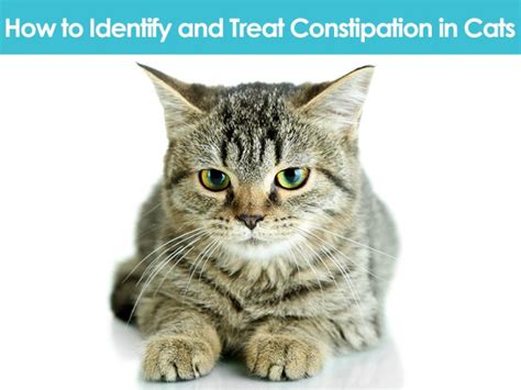 How to Identify and Treat Constipation in Cats - Allivet Pet Care Blog