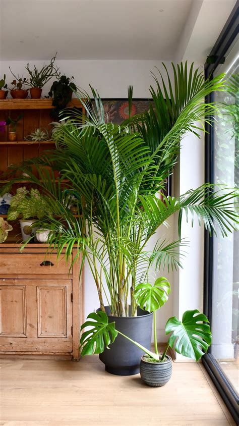 Areca Palm: How to Grow & Care an Areca Palm Houseplant – Happy Houseplants