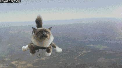 Skydive Cat GIFs - Find & Share on GIPHY