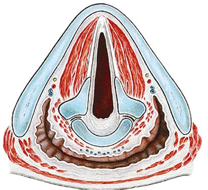 Rima Glottis Diagram | Quizlet