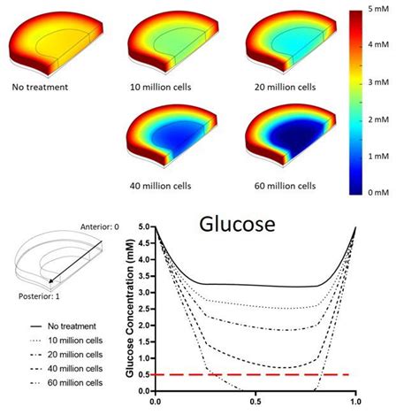 In Silico Modelling - Buckley Lab