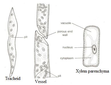 Draw a welllabelled diagram of xylem