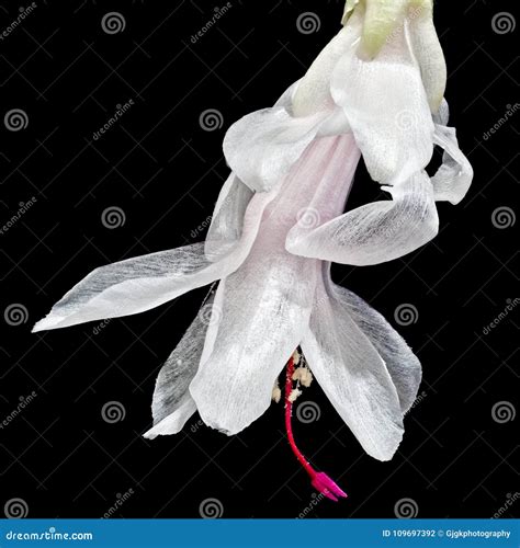 White Christmas Cactus Flower in Color Stock Photo - Image of close, cactus: 109697392