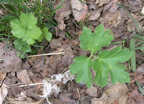 Cow Parsnip | Cornell Weed Identification