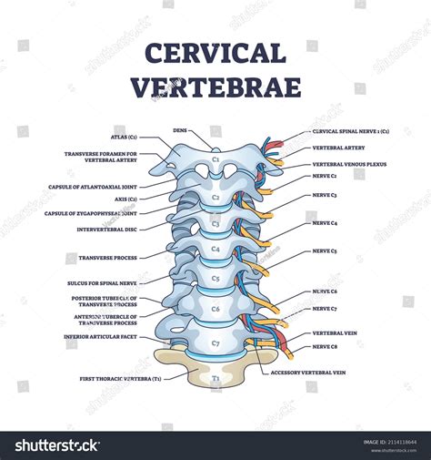 Cervical Vertebrae Bones Detailed Labeled Structure Stock Vector ...