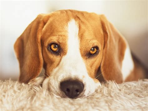 Are Beagles Prone To Illness