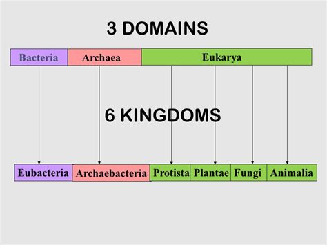 Domains & Kingdoms | 181 plays | Quizizz