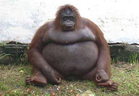 an orangutan sitting on the ground in front of a wall and grass