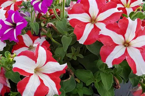 17 of the Best Red Petunias for Your Garden | Gardener’s Path