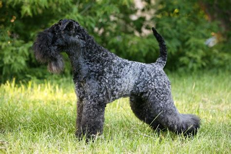 Kerry Blue Terrier Dog Breed Information - All You Need To Know | Dog ...