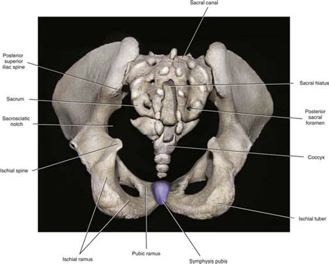 Introduction to Pelvic Anatomy 1 | Obgyn Key