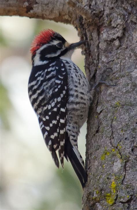 Nuttall’s Woodpecker – Ornithology