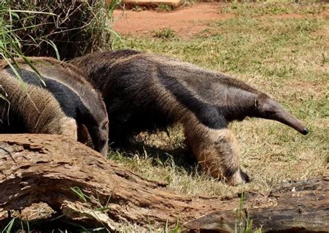 The Wildlife of Iguazu National Park - Animals Network