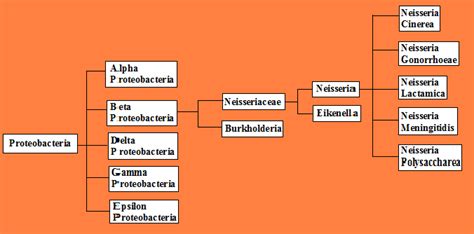 Neisseria Meningitidis