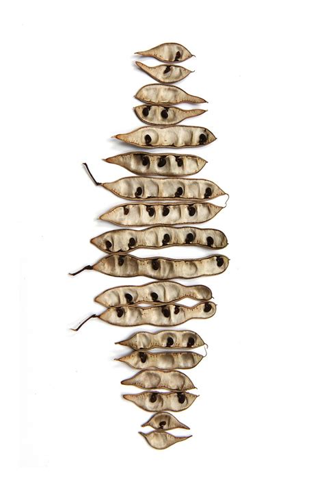 black locust seed pods (mary jo hoffman) (With images) | Seed pods, Seeds, Natural forms