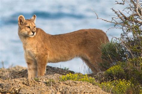 Puma (Puma concolor) - Torres del Paine National Park, Chile [Photography: Diego Araya ...