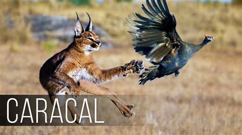 Caracal Hunting Birds