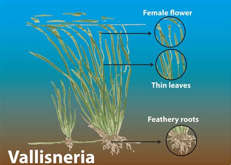 How does pollination is achieved in Vallisneria and seagrasses?