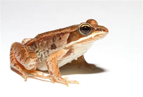 Frozen Frogs - Nature Center at Shaker Lakes wood frogs