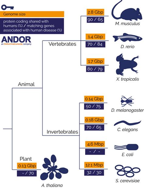 List of Common Model Organisms Used in Molecular Biology- Oxford Instruments