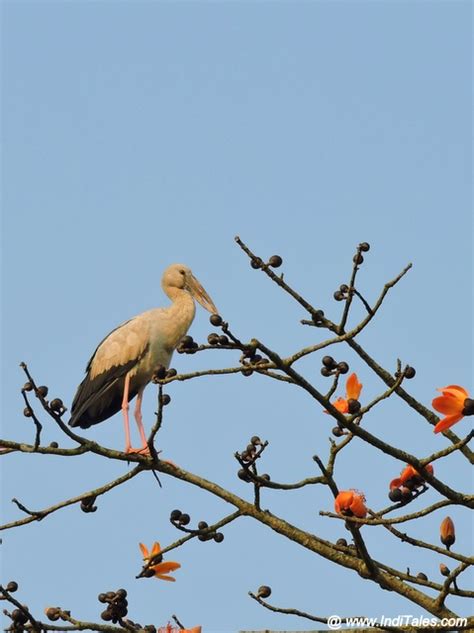 Beautiful Birds Of Chitwan National Park, Nepal - Inditales