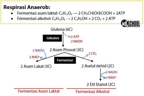 ᐅ Respirasi Anaerob (Pengertian, Skema, Proses, Tahap, Tabel)