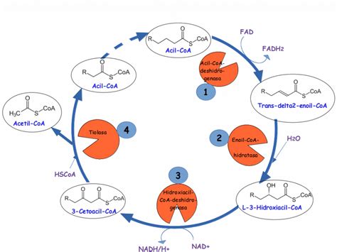 La beta oxidación de acidos grasos -CURSO BIOQUÍMICA - Paradigmia