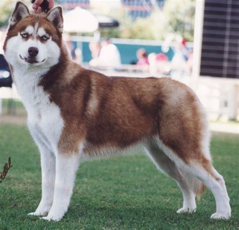 Red Alaskan Malamute photo and wallpaper. Beautiful Red Alaskan ...