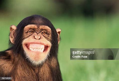 92 Laughing Chimp Stock Photos, High-Res Pictures, and Images - Getty ...