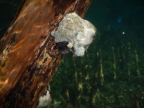 Barnacle Filter Feeding Photograph by Carleton Ray - Pixels