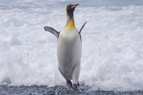 Penguin genes show how they adapted to the cold. Now they're vulnerable ...