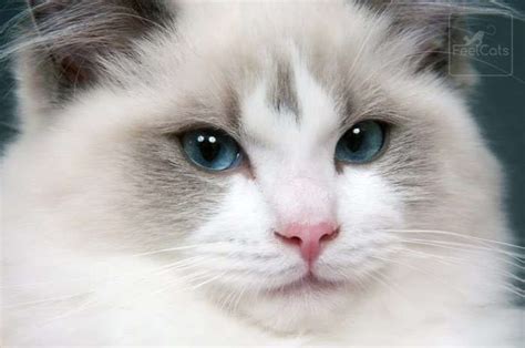 Gato Ragdoll, ¿origen, carácter y curiosidades? | FeelCats