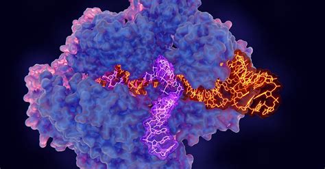 Changing the Code of Life: Nobel Prize in Chemistry 2020 Awarded for Discovery of CRISPR/Cas9 ...