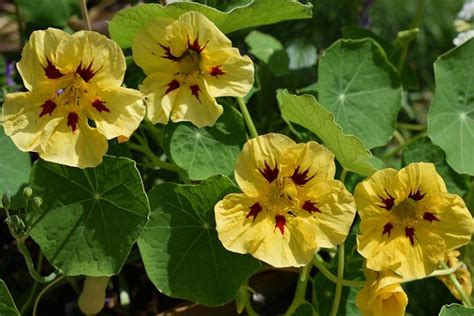 15 of the Best Nasturtium Varieties | Gardener’s Path