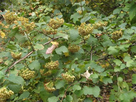 Physocarpus opulifolius (L.) Maxim. | Plants of the World Online | Kew ...