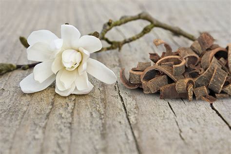 Magnolia Bark: Benefits for Sleep, Anxiety and More | Dr. Ian Stern