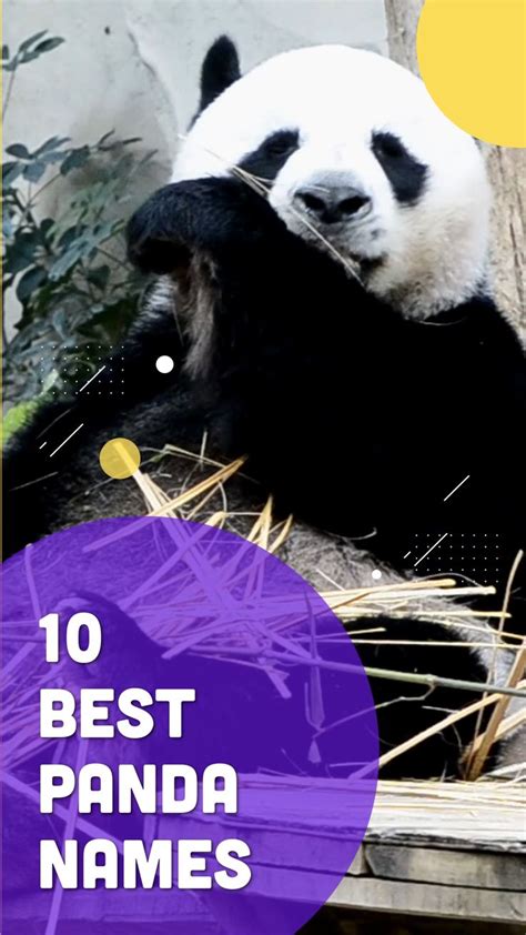 Top 10 🌿 Panda Names: An immersive guide by PetShoper - Pet Names & Pet ...