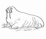 Alaskan Walrus coloring Page  Download Print Or Color Online For Free sketch template