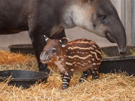 Amiee Stubbs Photography | Baird's Tapirs | Baby Tapir