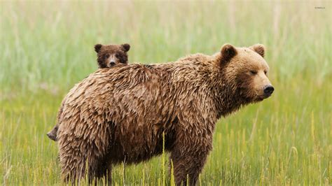 Bear with cubs wallpaper - Animal wallpapers - #25957