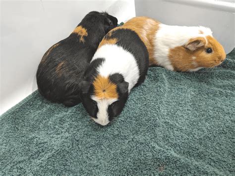 Bathing Guinea Pigs Like An Expert - Surrounded By Animals 🐾