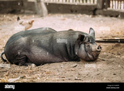 Large Black Pig Resting In Sand In Farm. Pig Farming Is Raising And ...