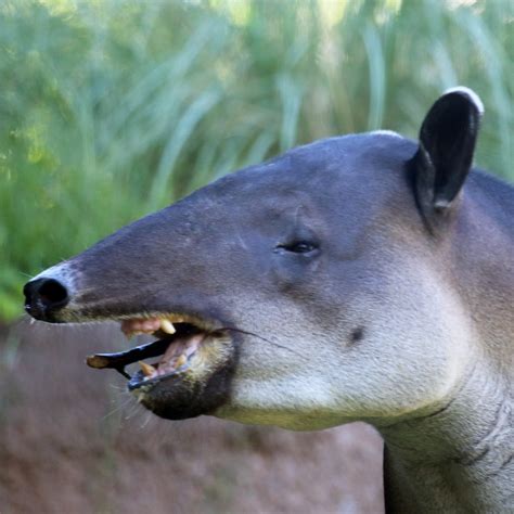 Baird’s Tapir | Reid Park Zoo