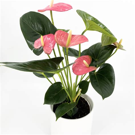 ANTHURIUM: PINK