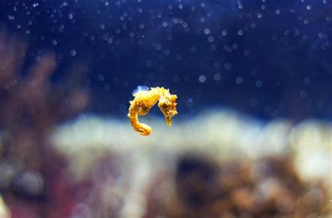 Baby seahorse ...........click here to find out more http://googydo ...