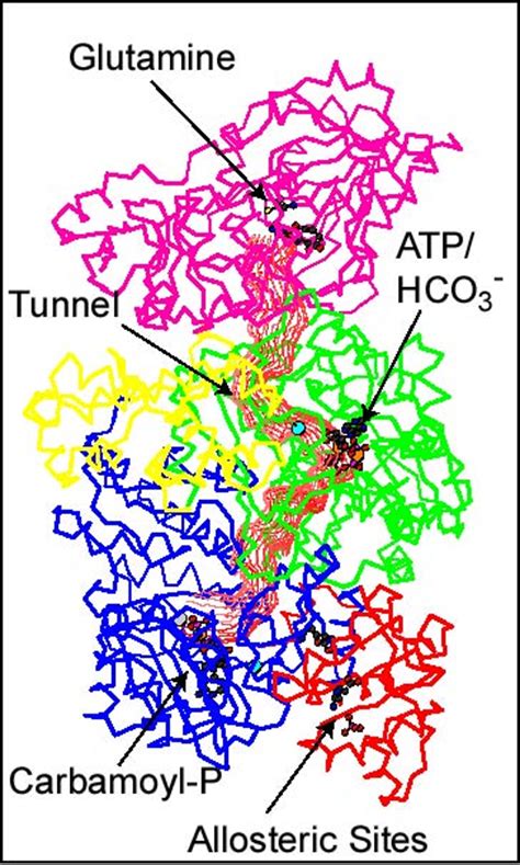 Carbamoyl Phosphate Sythetase