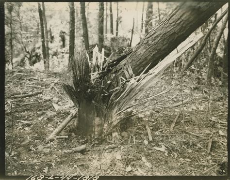 Splintered tree trunk after dynamite explosion on 12 July 1944 | The Digital Collections of the ...