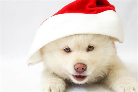 Image libre: Noël, chapeau, animal, fourrure, mignon, chien, adorable ...