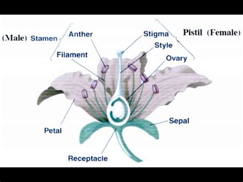 Flower Dissection Lab Intro - YouTube